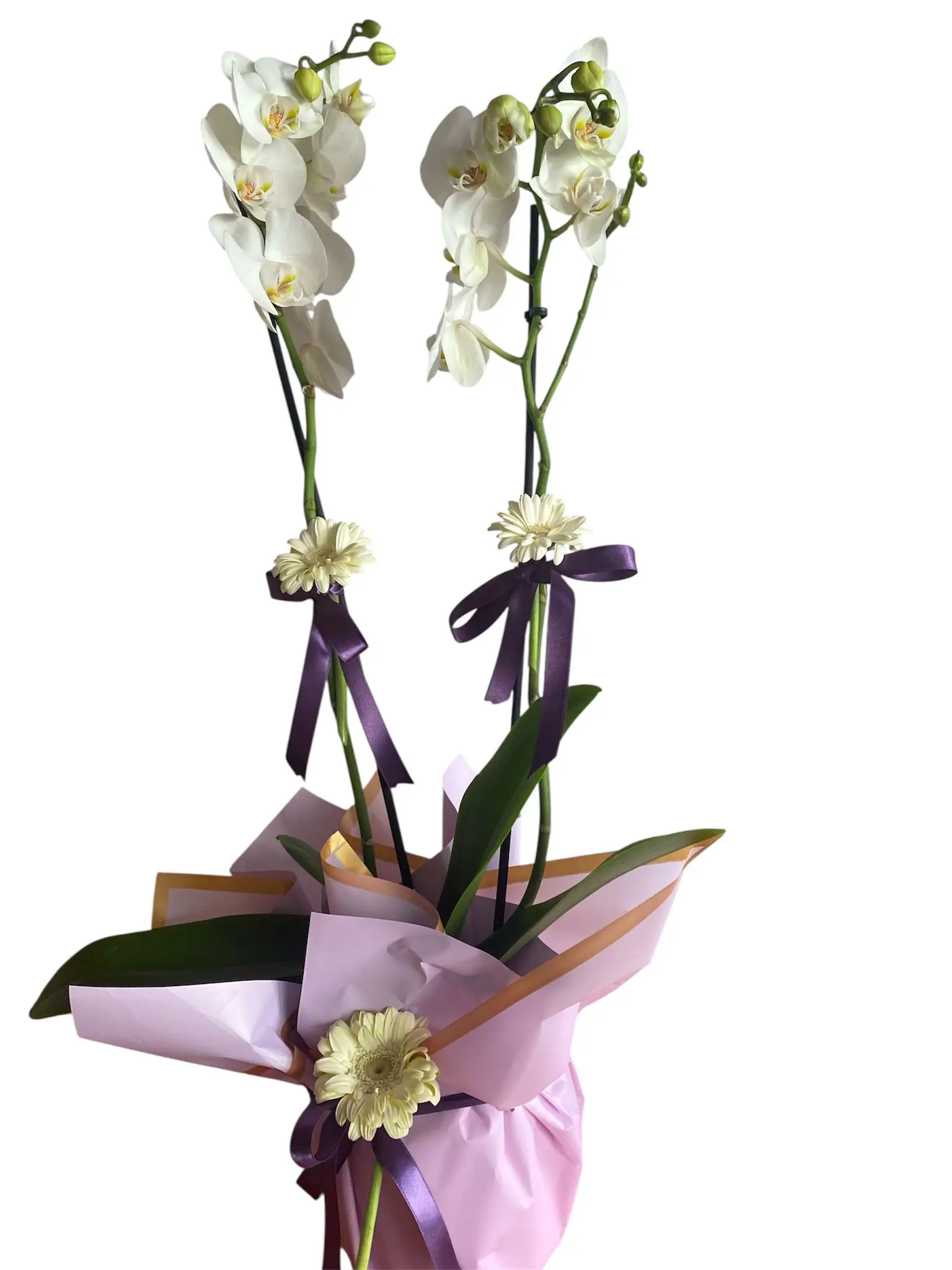 Çift Dal Beyaz Orkide ve Gerberalar ürününün resmi